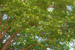 Pterocarpus indicus